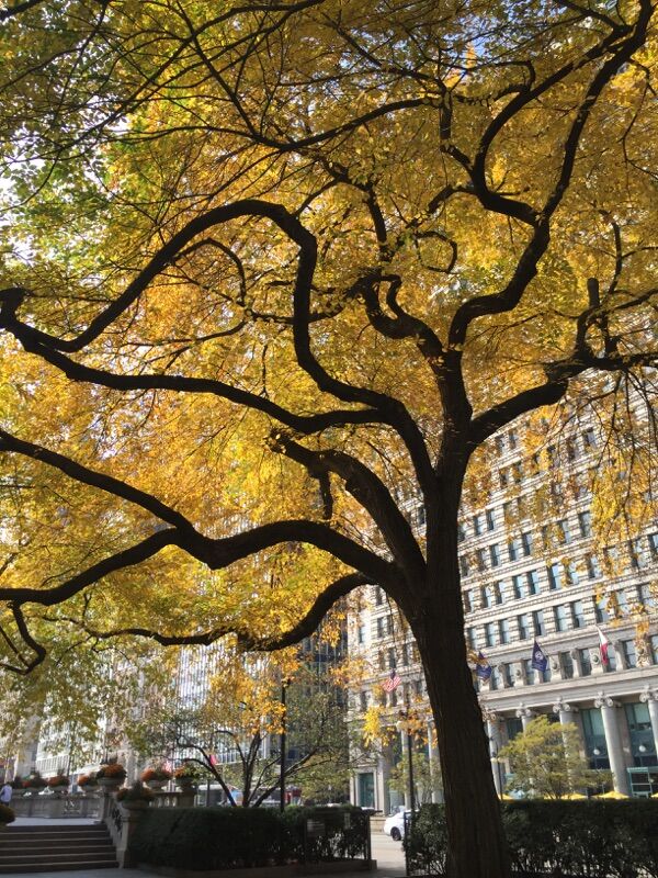 Autumn Ambience